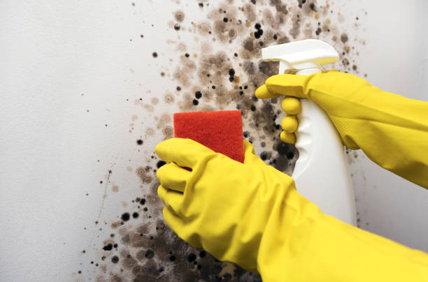 Trusted National Park, NJ Mold Removal Experts